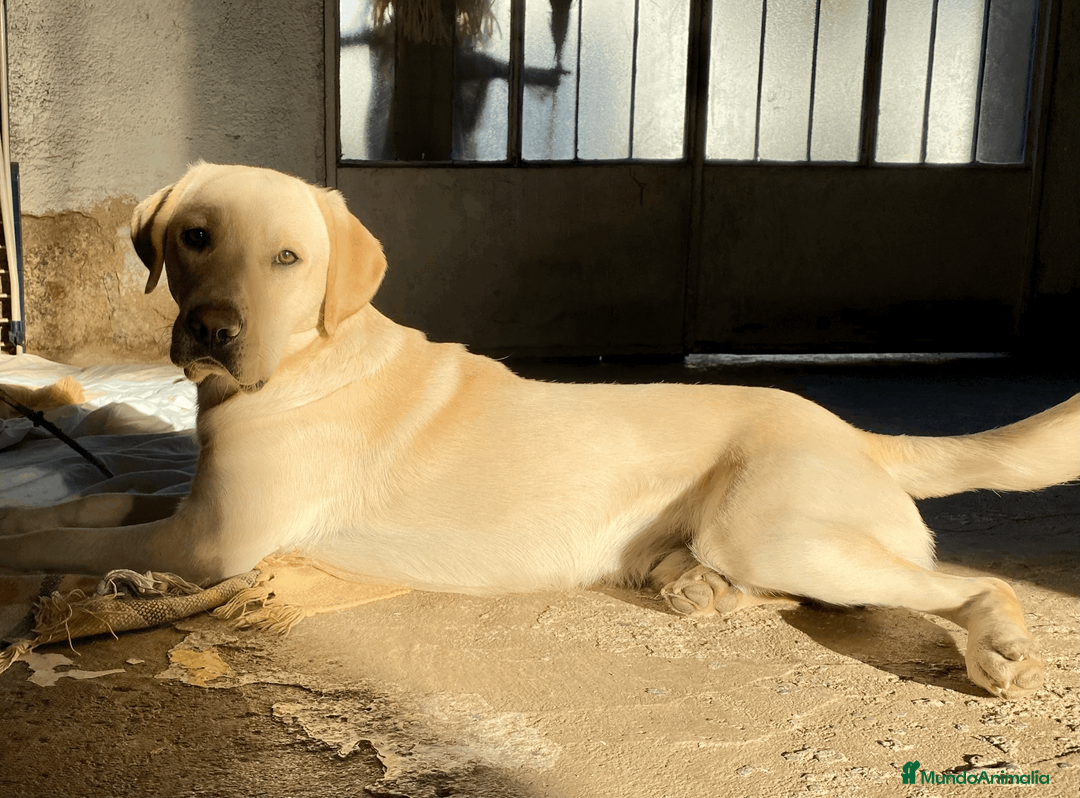 Labrador Retriever perros en venta: Labrador Retriever - Anuncio 1