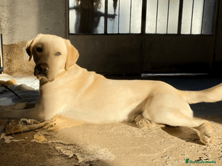 Labrador Retriever perros Labrador Retriever - Anuncio 2