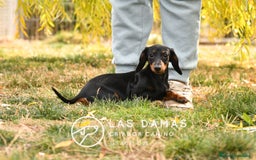 Teckel perros en venta: NO SON “PERROS SALCHICHA”. SON GUERREROS - Imagen 1