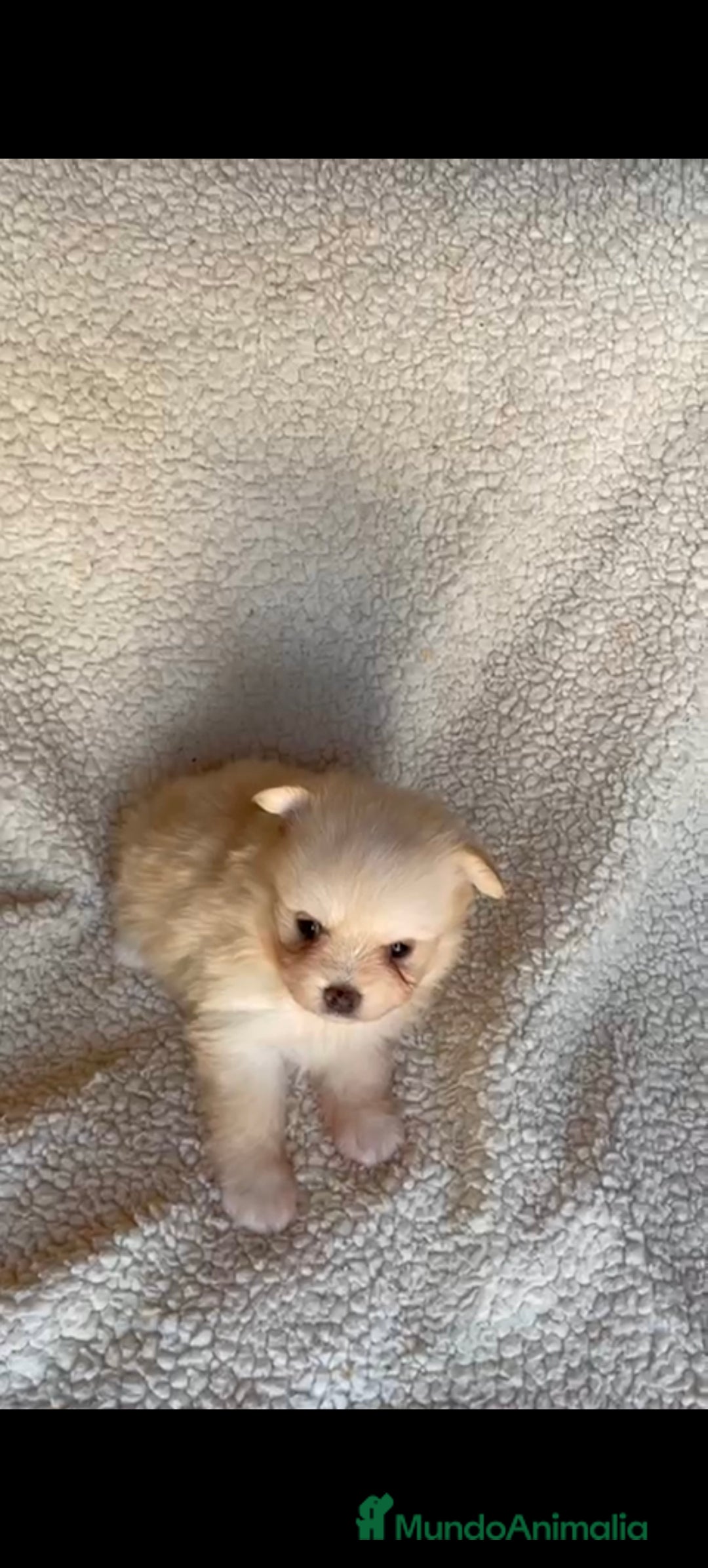 Pomerania perros en venta: Pomerania toys  - Imagen 10