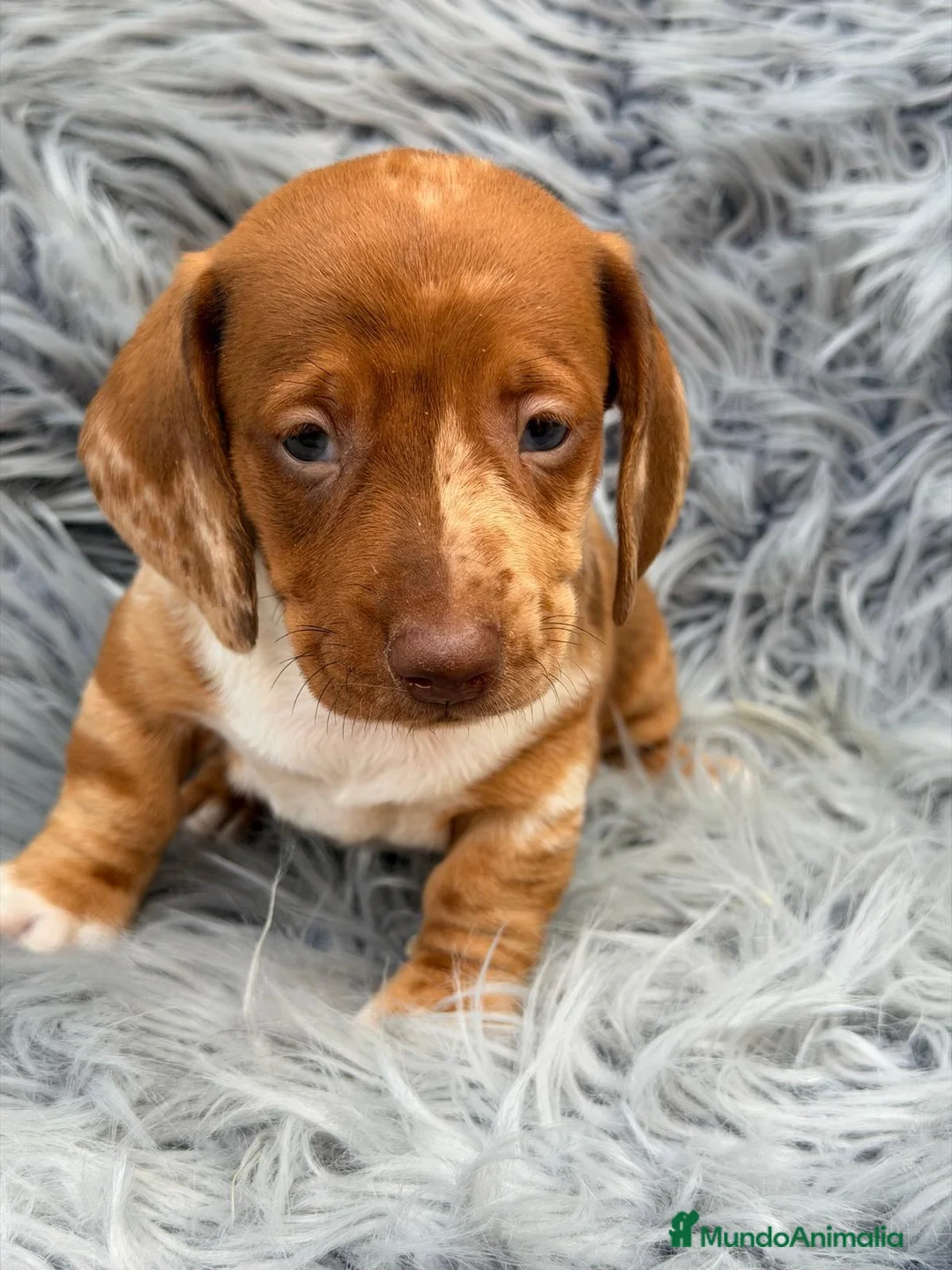 Teckel Miniatura perros en venta: TECKEL MINI - Anuncio 2