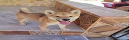 Shiba Inu perros en venta: SHIBA INU - Anuncio 2