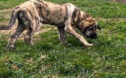 Mastín Español perros en venta: Mastín Español Tradicional Ganadero - Imagen 7