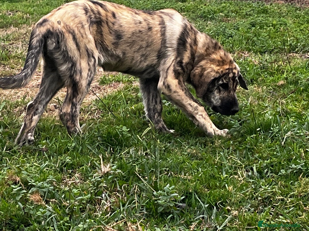 Mastín Español perros en venta: Mastín Español Tradicional Ganadero - Imagen 7