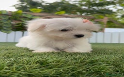 Bichón Maltés perros en venta: BICHON MALTES HEMBRA - Imagen 9