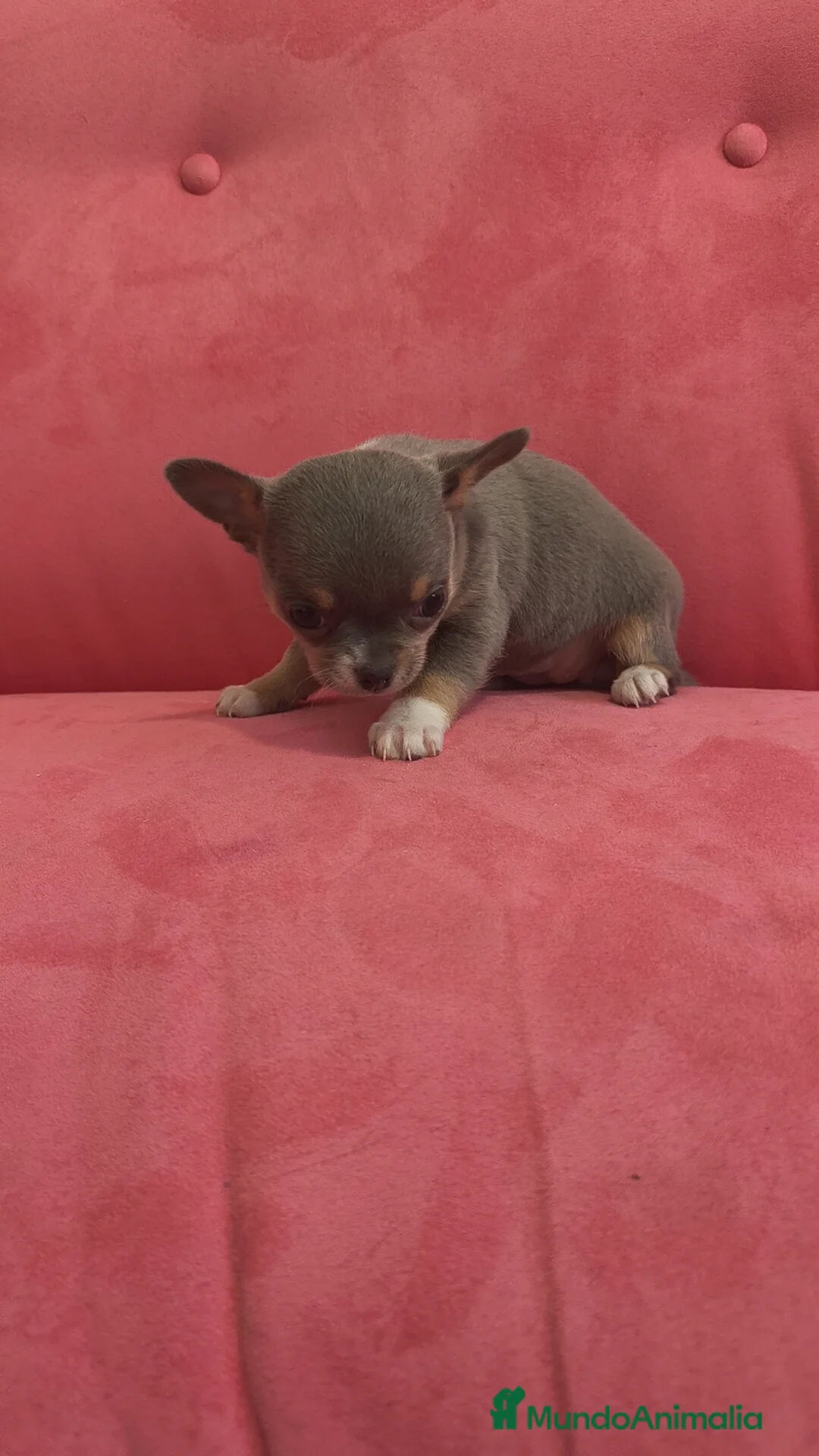 Chihuahua perros en venta: Chihuahua Toy Blue tricolor hembra especial  - Anuncio 3