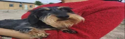 Teckel Miniatura perros en venta: TECKEL KANINCHEN DE PELO DURO Y MINIATURA  - Anuncio 3