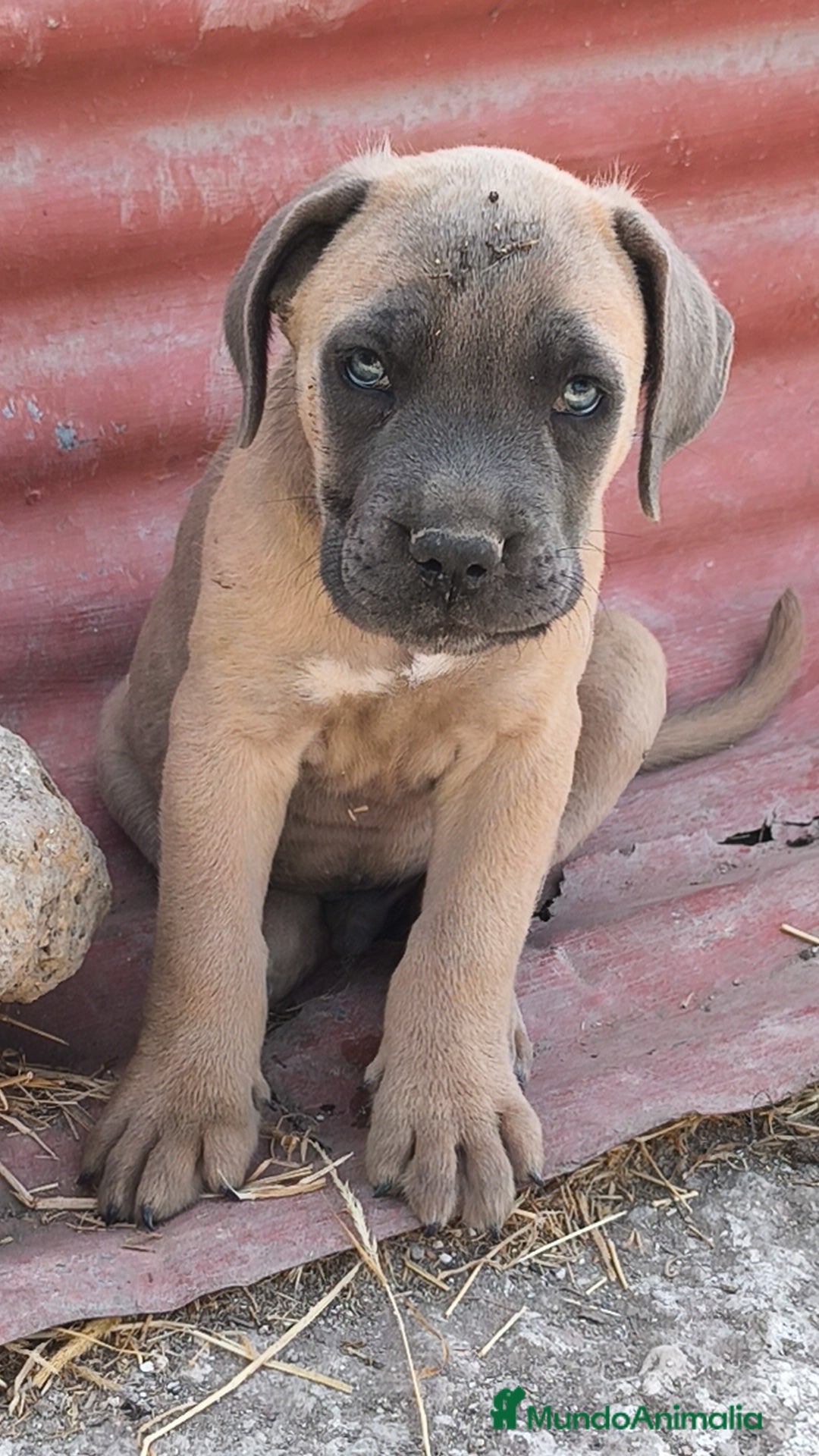 Cane Corso perros Cane Corso Formentino  - Anuncio 2