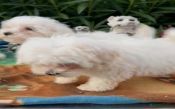 Maltipoo perros en venta: Maltipo calidad y selección  - Imagen 2