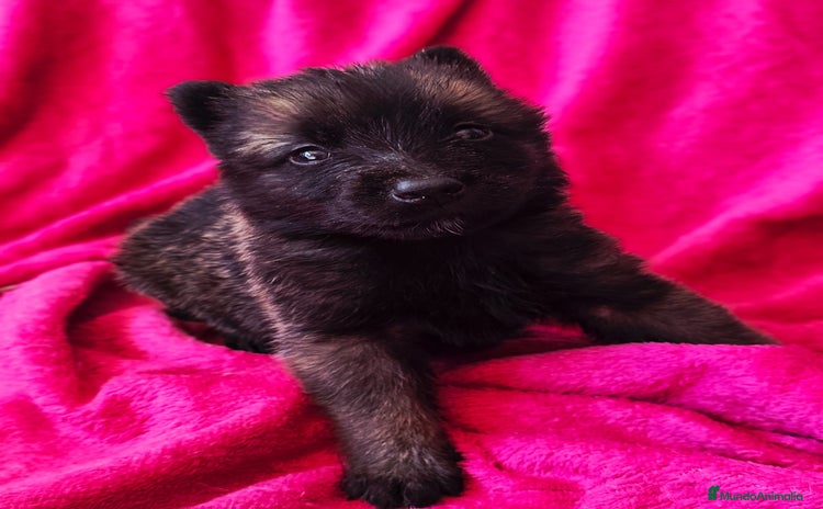 Pastor Belga Malinois perros - Anuncio 4