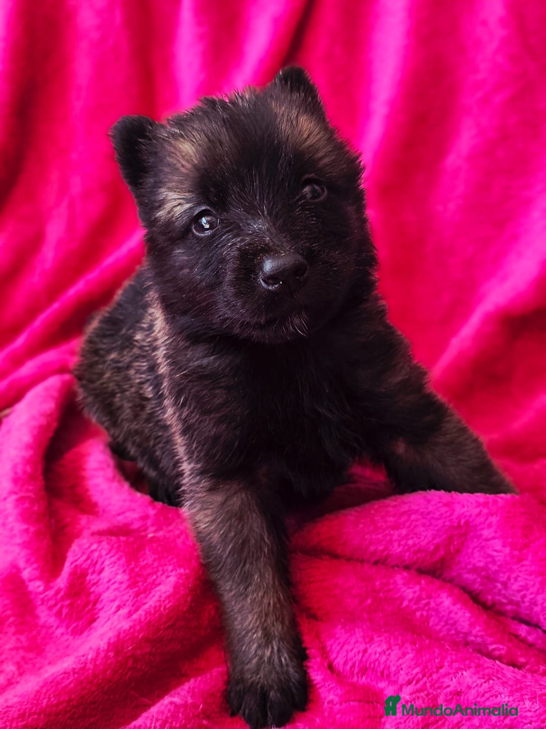 Pastor Belga Malinois perros en venta: Malinoi - Imagen 1
