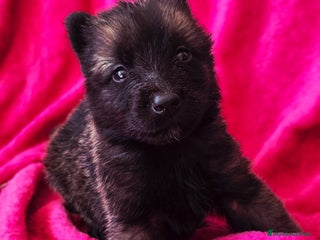 Pastor Belga Malinois perros - Anuncio 5