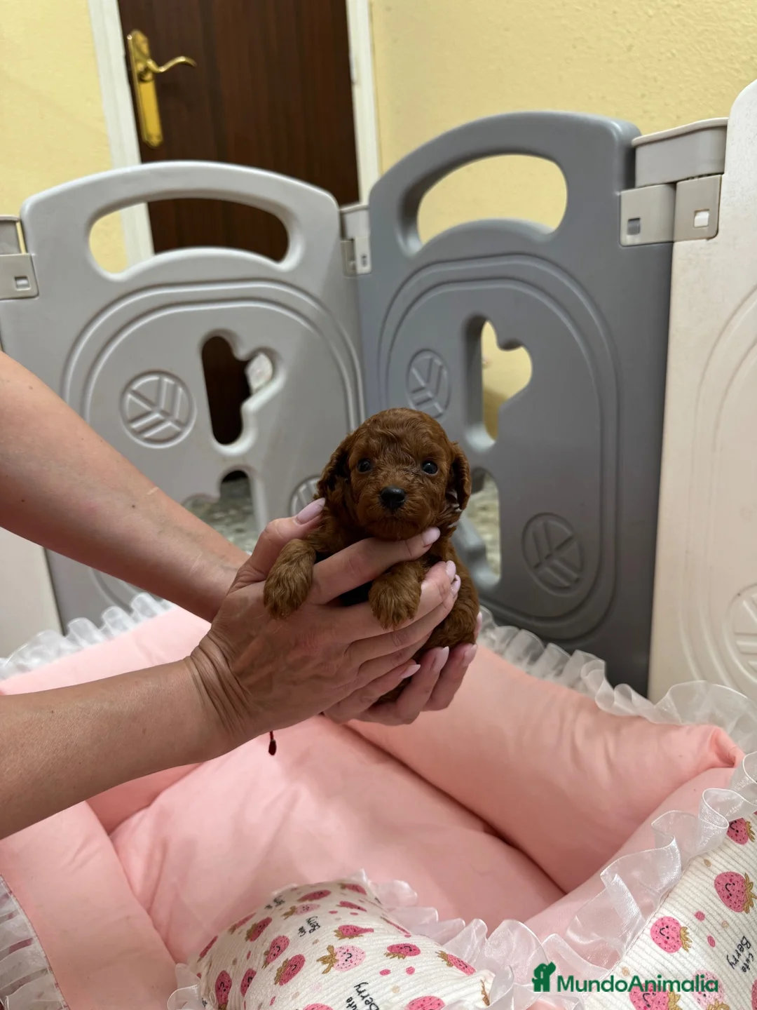 Caniche Toy perros en venta: Caniche Toy macho disponible - Anuncio 2