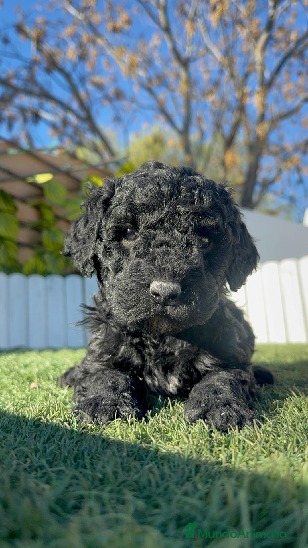 Perro de Agua Español perros en venta: PERRO DE AGUA ESPAÑOL HEMBRA - Anuncio 10