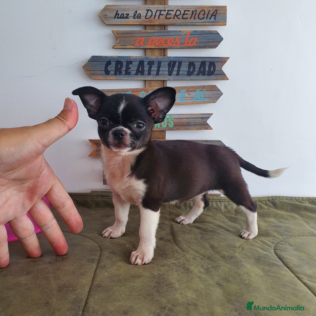 Chihuahua perros en venta: Chihuahua miniatura  - Anuncio 5