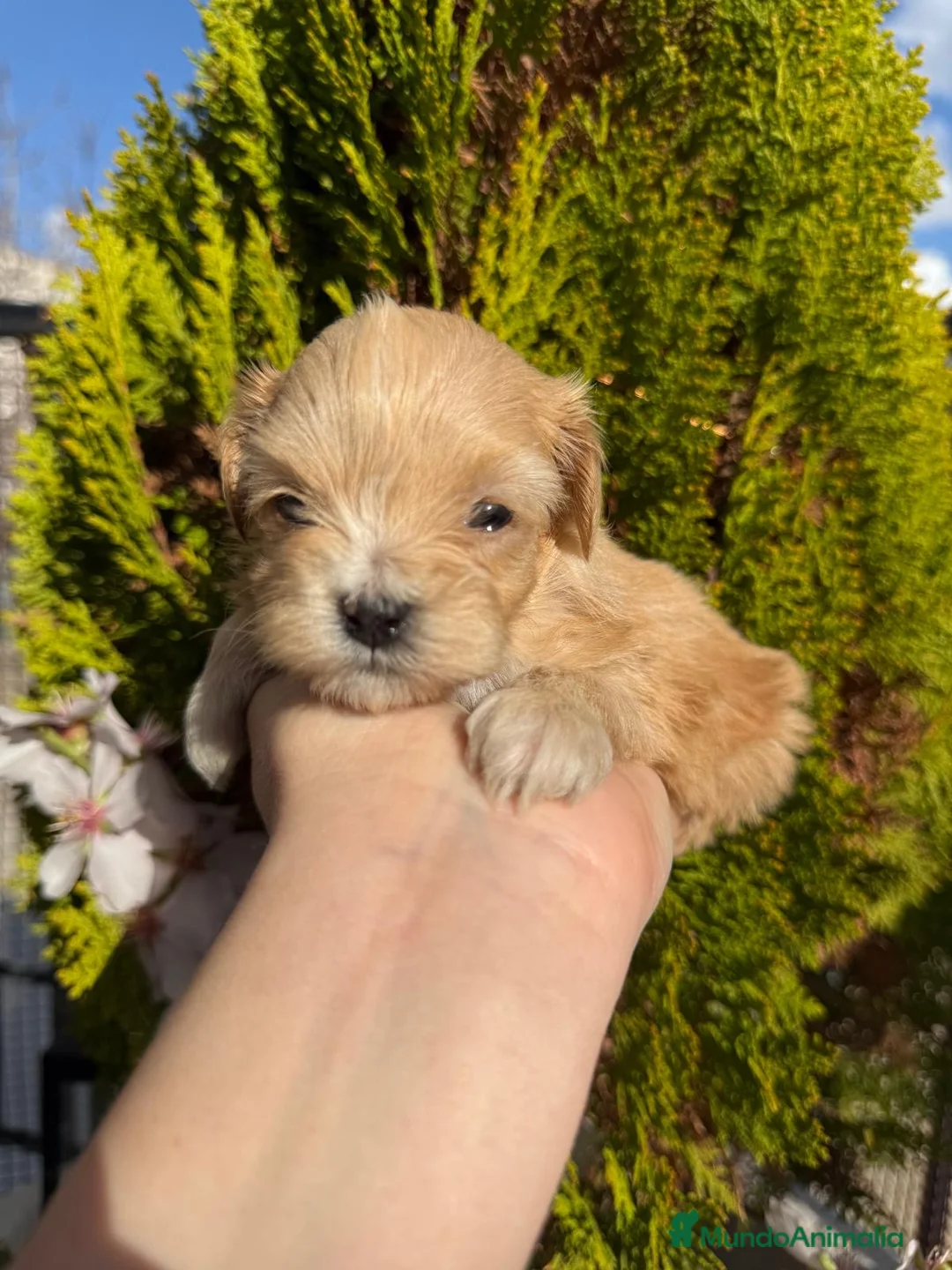 Maltipoo perros en venta: Maltipoo Toy!!! - Anuncio 1