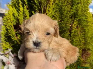Maltipoo perros Maltipoo Toy!!! - Anuncio 1