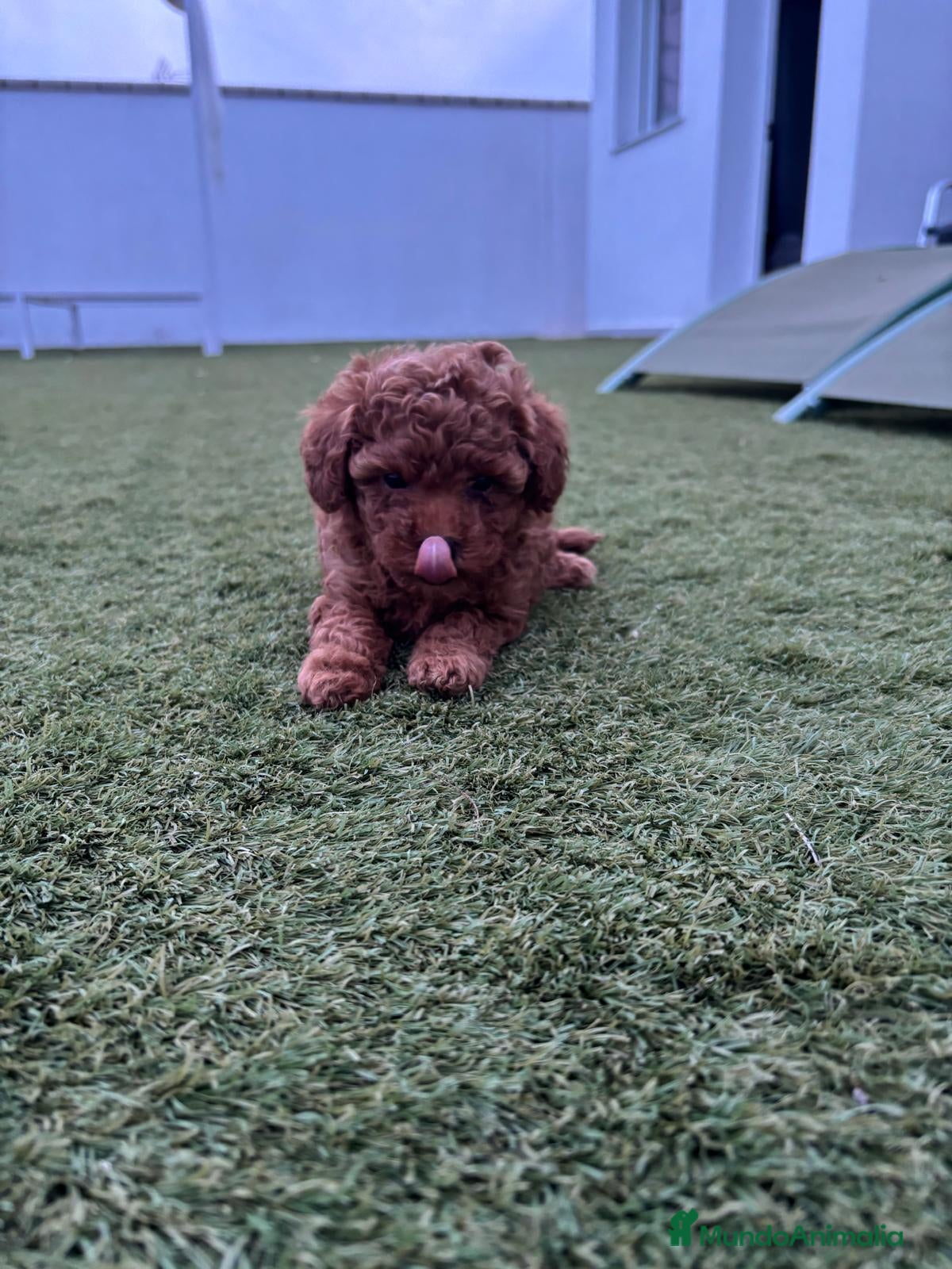 Caniche Toy perros CANICHE TOY 💖  - Anuncio 1