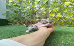 Chihuahua perros en venta: Chihuahua toy - Imagen 4