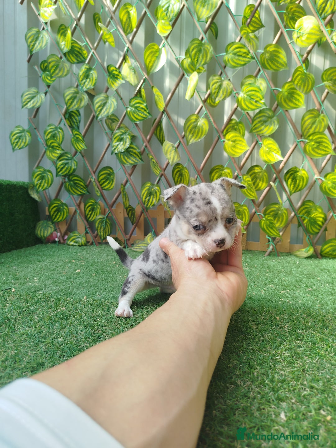 Chihuahua perros en venta: Chihuahua toy - Imagen 4