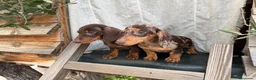 Teckel Miniatura perros en venta: Teckel miniatura pelo corto - Anuncio 5