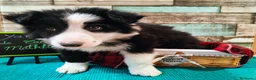 Border Collie perros en venta: Border collie blanco/negro disponibles - Anuncio 10