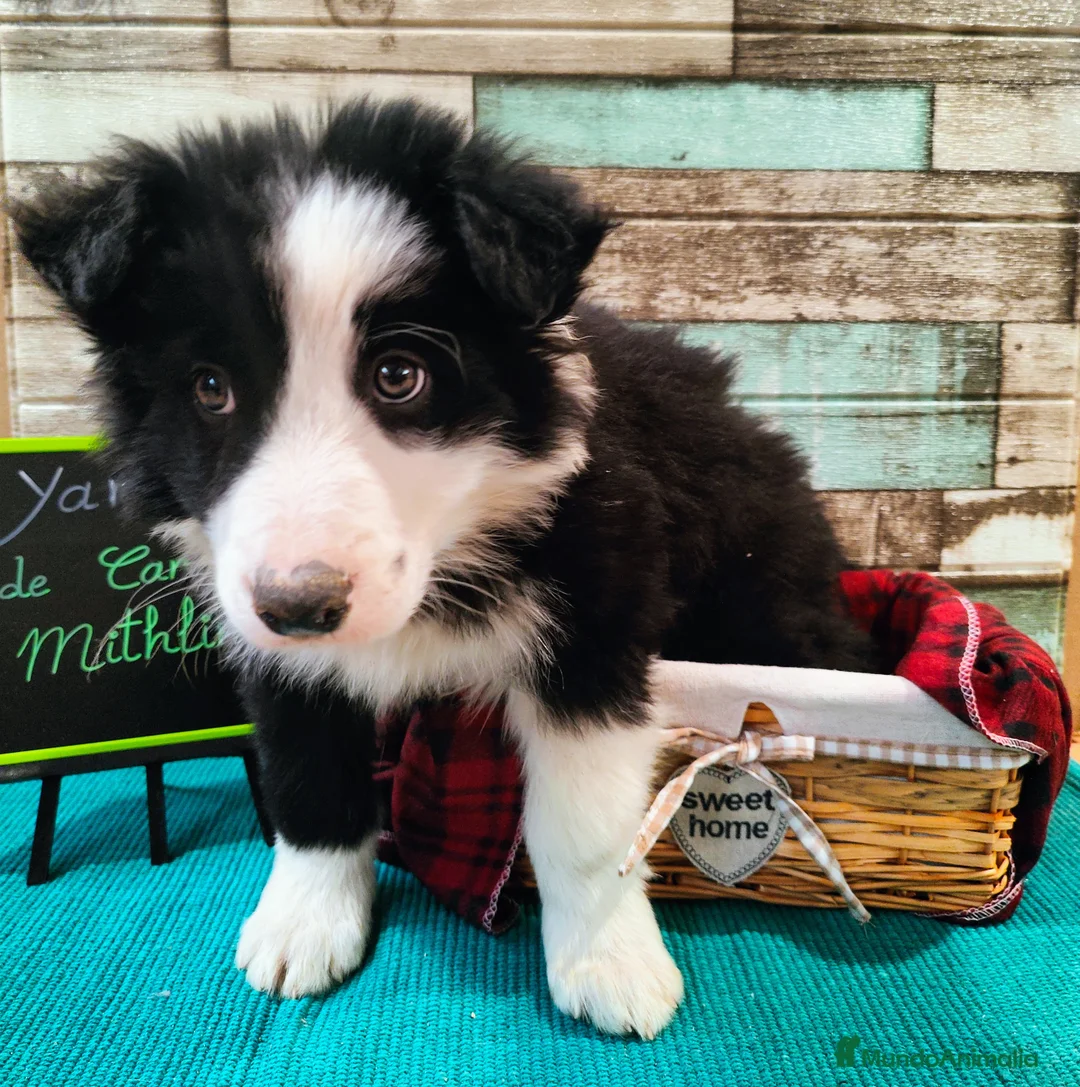 Border Collie perros en venta: Border collie blanco/negro disponibles - Anuncio 10