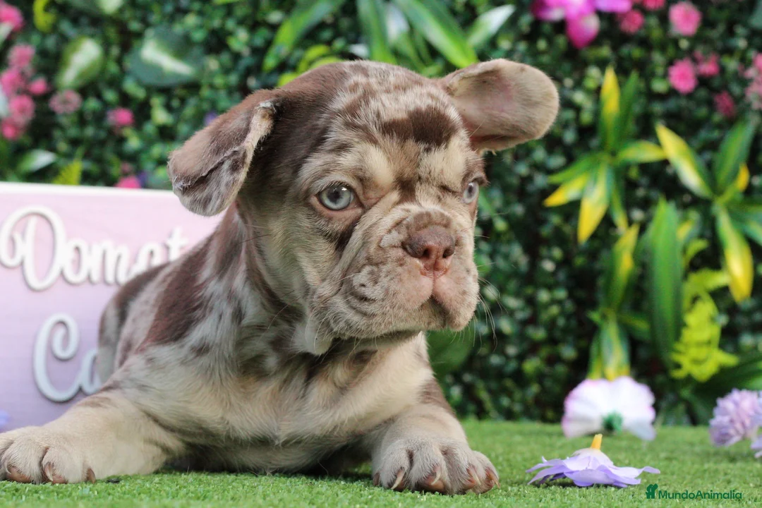 Bulldog Francés perros en venta: Bulldog francés exóticos  - Anuncio 1
