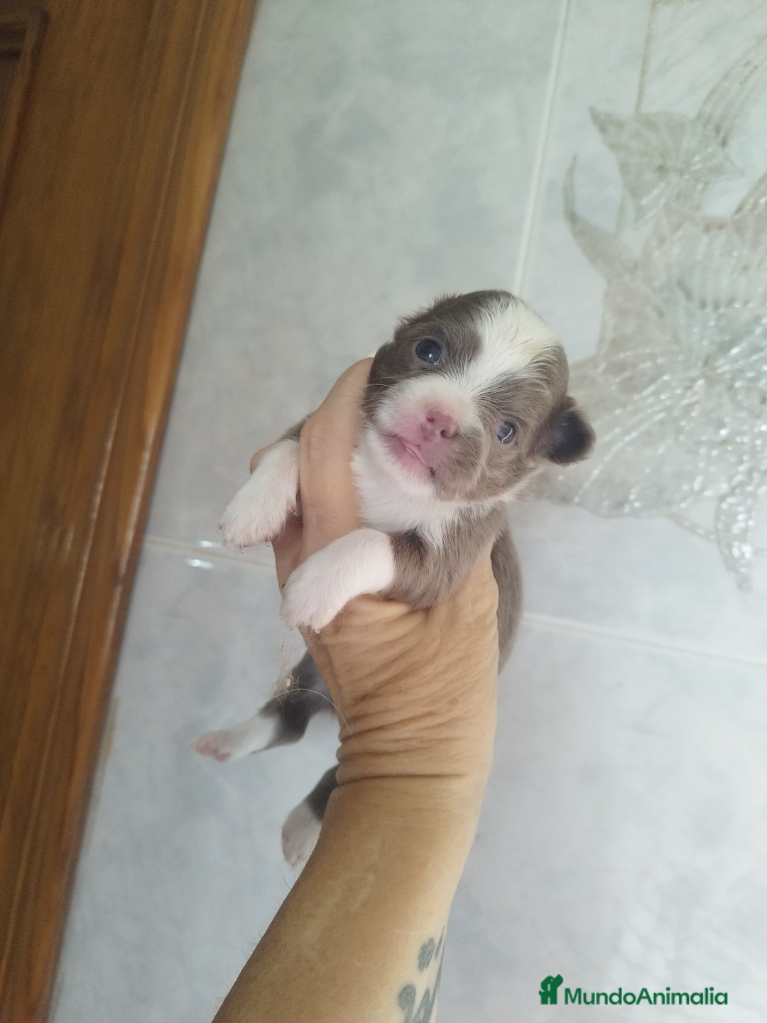 Chihuahua perros en venta: Chihuahua Toy pura raza - Imagen 2