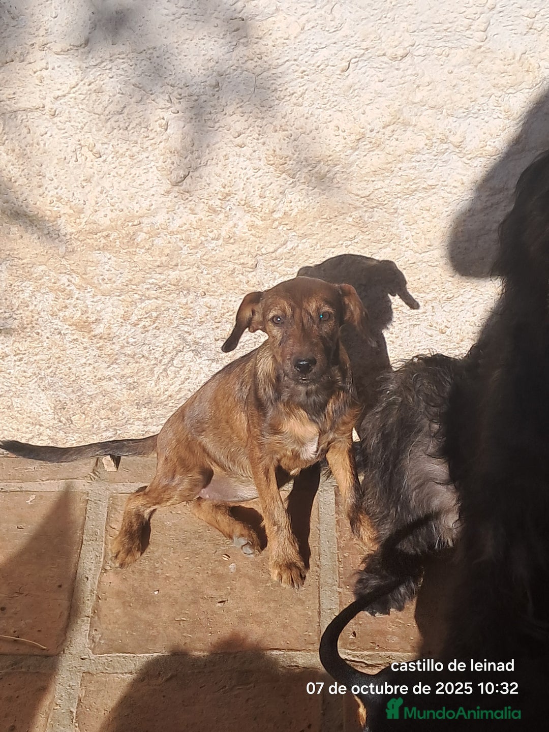 Pinscher Miniatura perros en adopcion: Mestizo de mini pincher  - Imagen 4