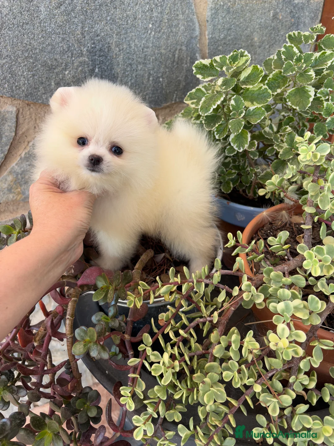 Pomerania perros en venta: Pomerania (lulu de Pomerania )  - Anuncio 10