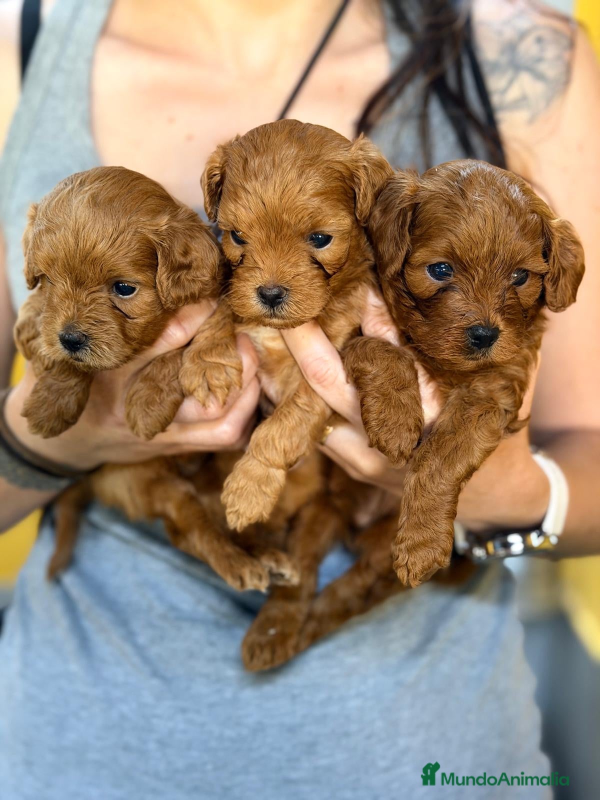 Maltipoo perros MALTIPOO ROJO - Anuncio 1
