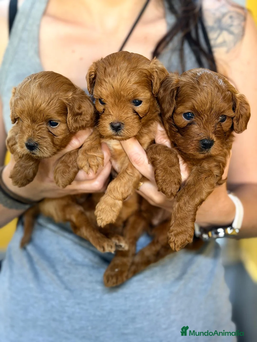 Maltipoo perros en venta: MALTIPOO ROJO - Anuncio 1