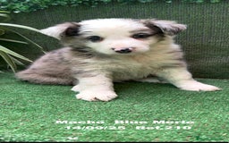 Border Collie perros en venta: Border Collie Blue Merle - Imagen 6
