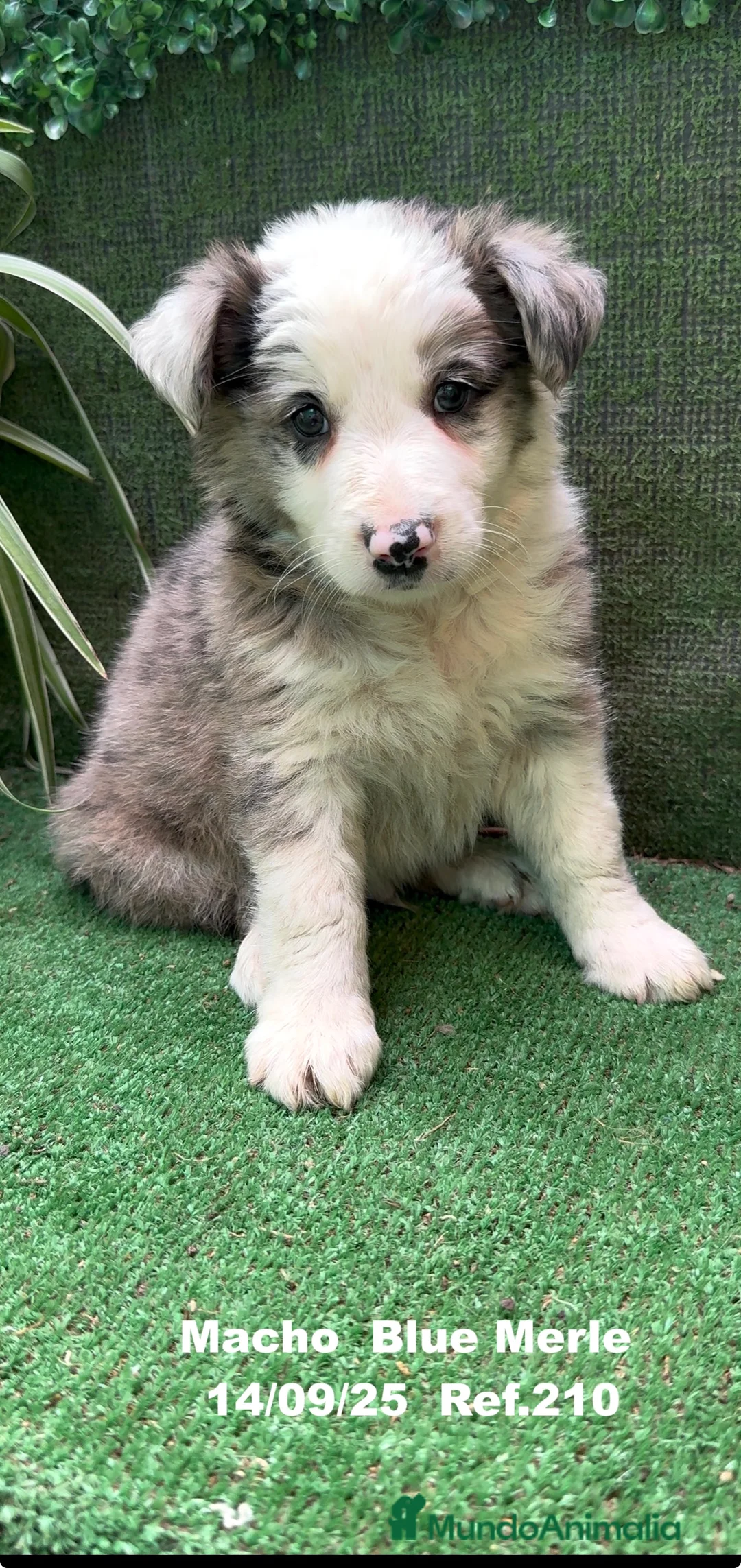 Border Collie perros en venta: Border Collie Blue Merle - Anuncio 6