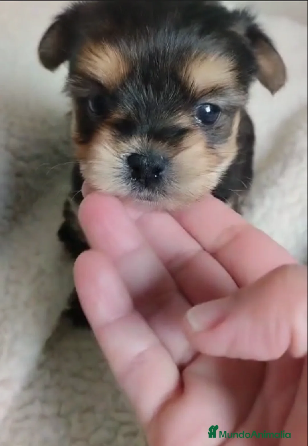 Yorkshire Terrier perros en venta: Cachorrita mini es un peluche, súper cariñosa - Anuncio 4