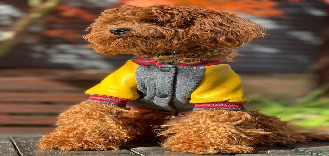 Imagen de galería {{count}}