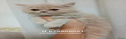 Exótico de Pelo Largo gatos en venta: Gatitos persa himalayo  - Anuncio 3
