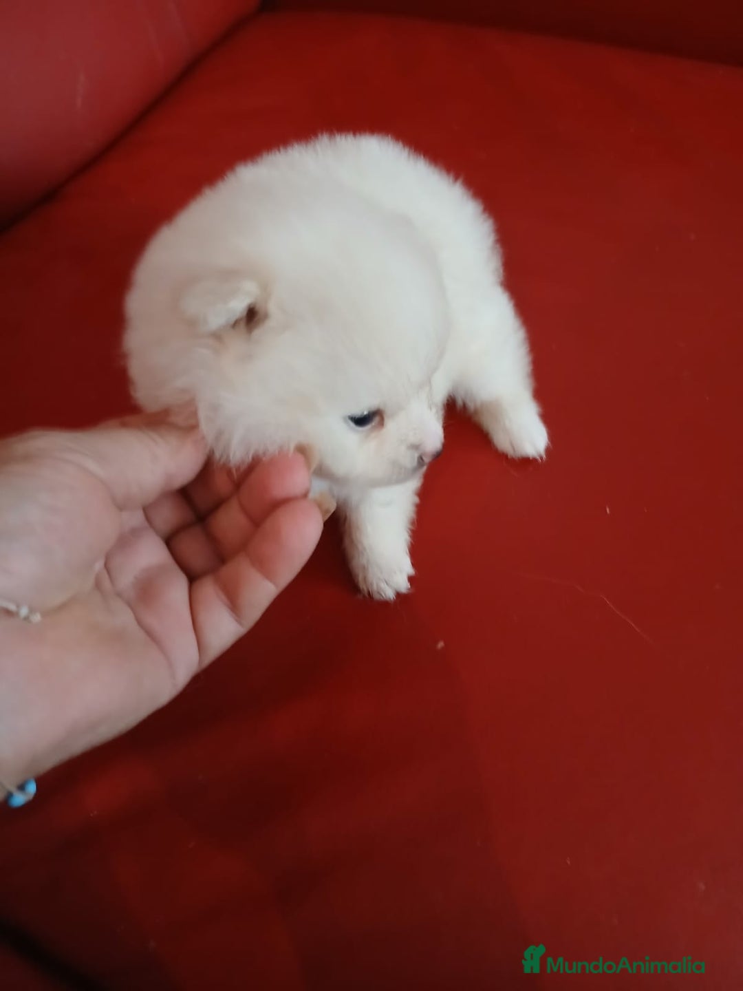 Pomerania perros en venta: Pomerania Lulu  - Imagen 4