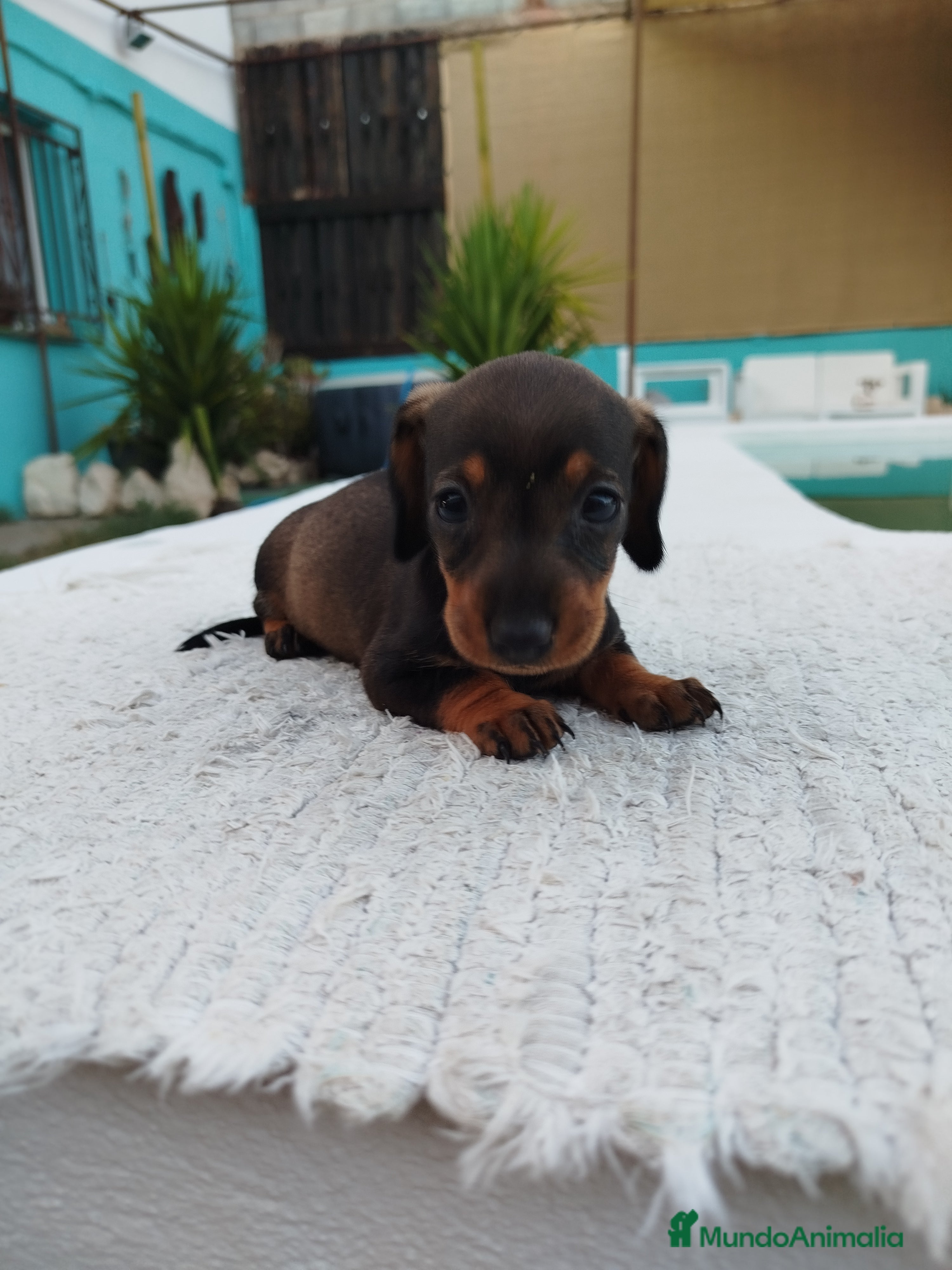 Teckel Miniatura perros Teckels kanichen  - Anuncio 2