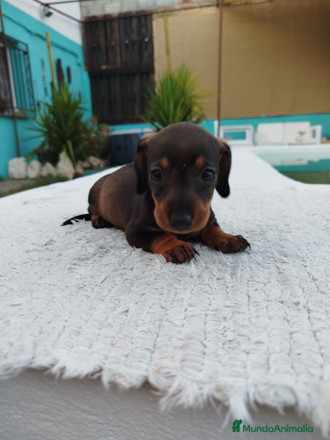 Teckel Miniatura perros en venta: Teckels kanichen  - Anuncio 1