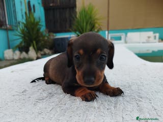 Teckel Miniatura perros Teckels kanichen - Anuncio 2