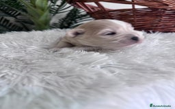 Maltipoo perros en venta: MALTIPOO MACHO - Imagen 16