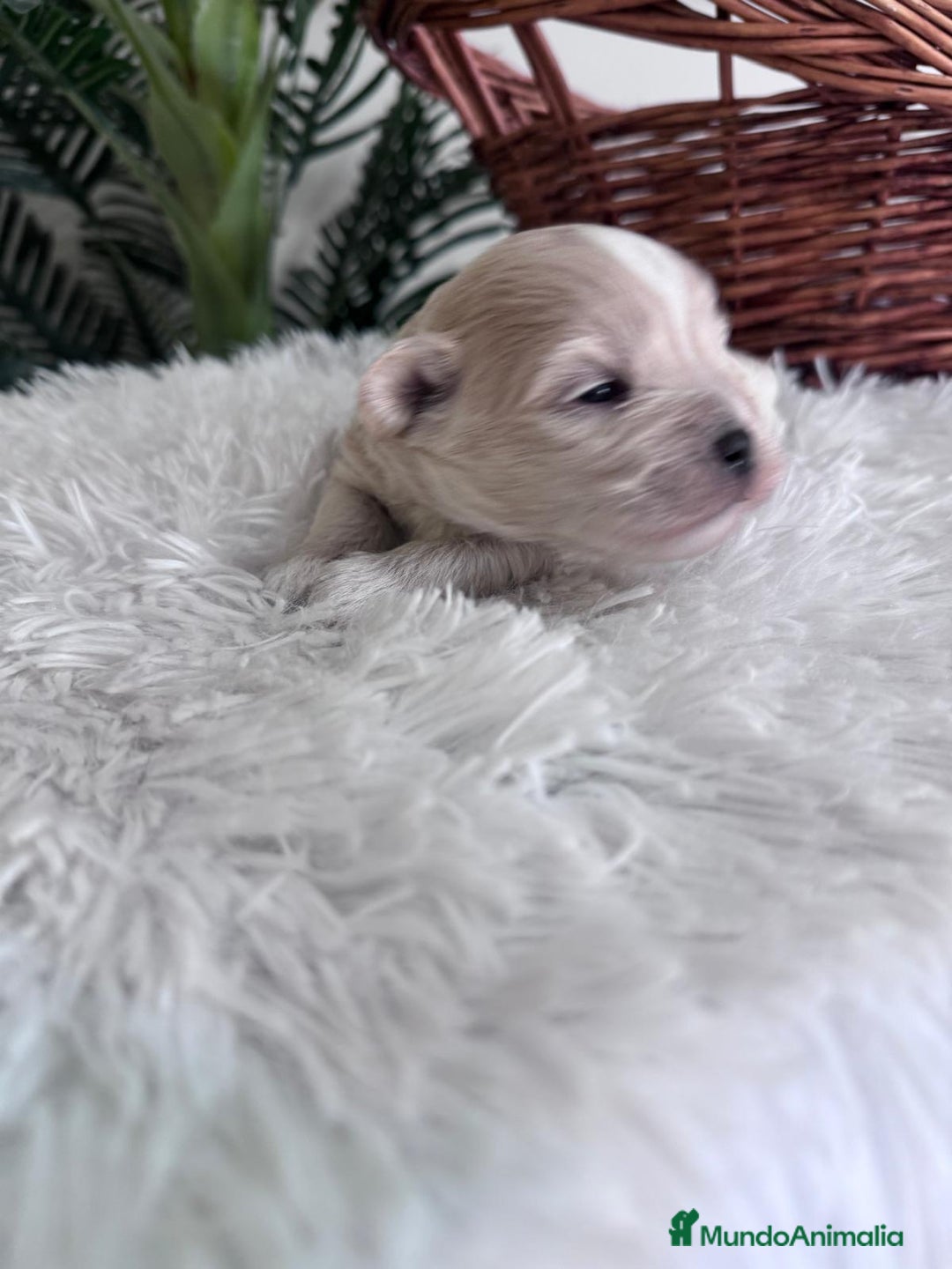 Maltipoo perros en venta: MALTIPOO MACHO - Imagen 16