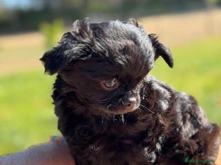 Chihuahua perros CAMADA CHIHUAHUA MINI PELO LARGO - Anuncio 19