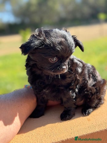 Chihuahua perros CAMADA CHIHUAHUA MINI PELO LARGO - Anuncio 1