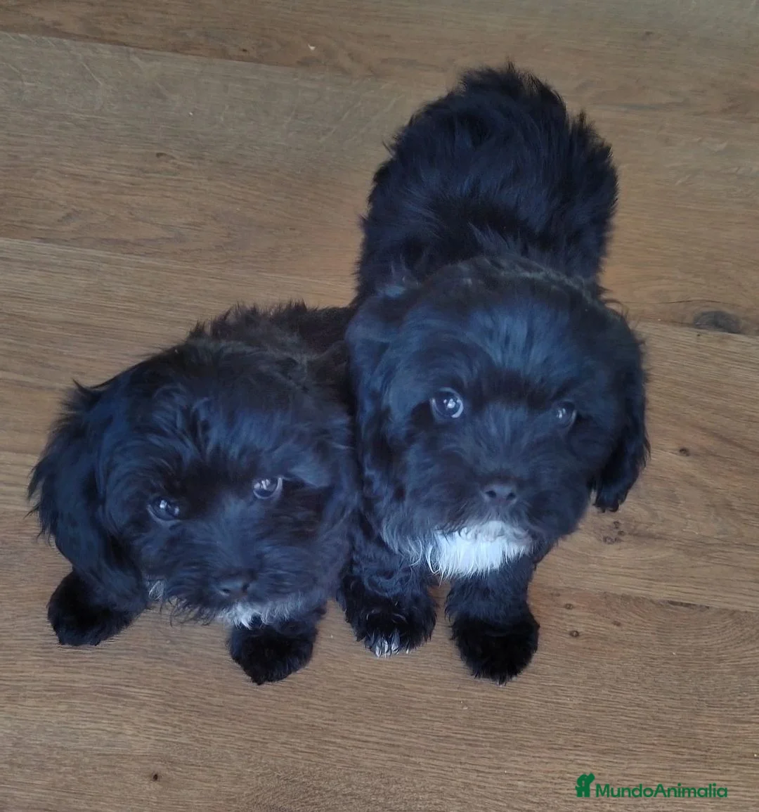 Cavapoo perros en venta: Cavapoo Toy - Anuncio 1