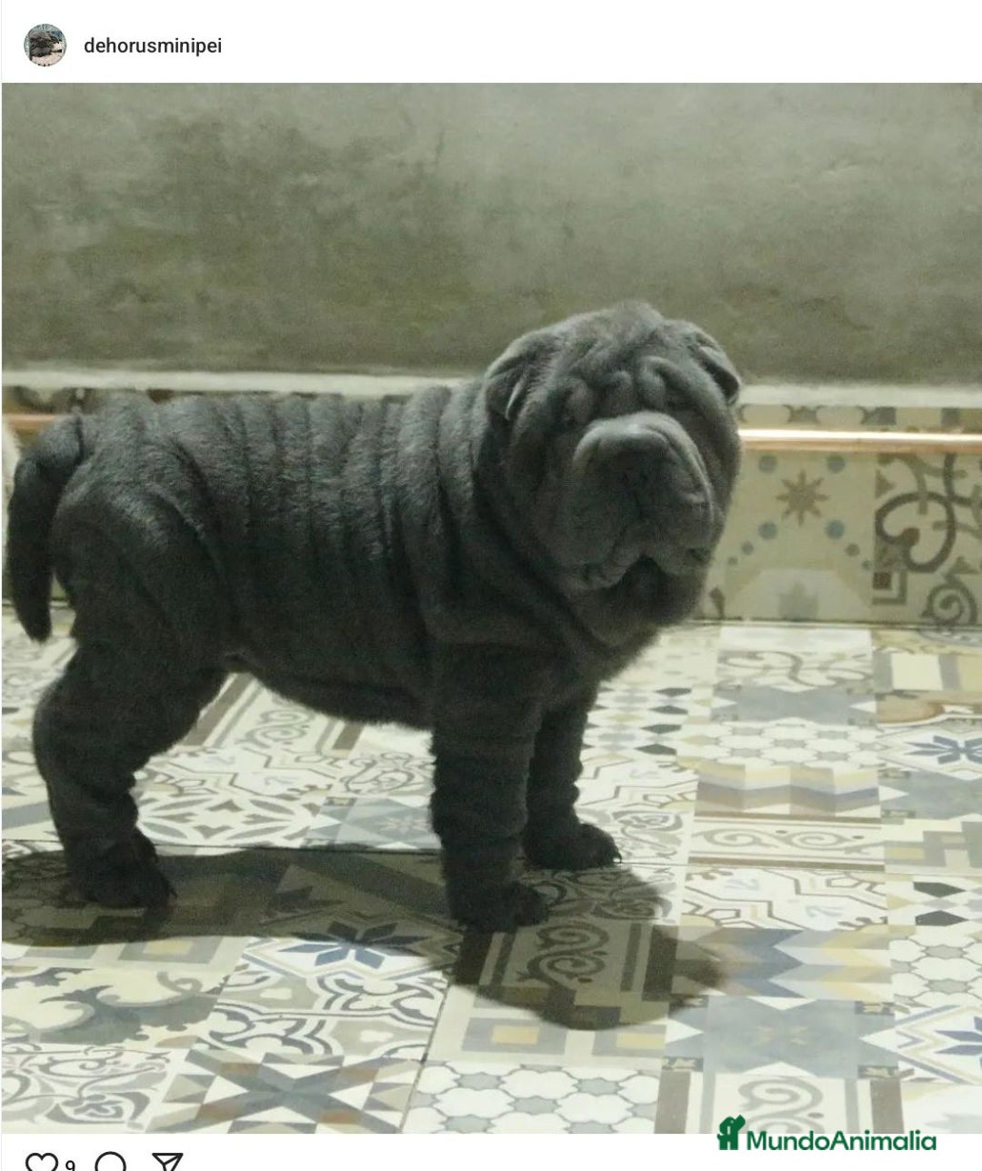 Shar Pei perros en venta: Mini peis 💙 azul - Imagen 5
