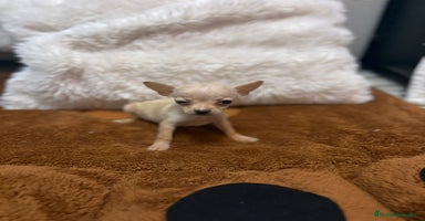 Ratón de Praga perros - Anuncio 4