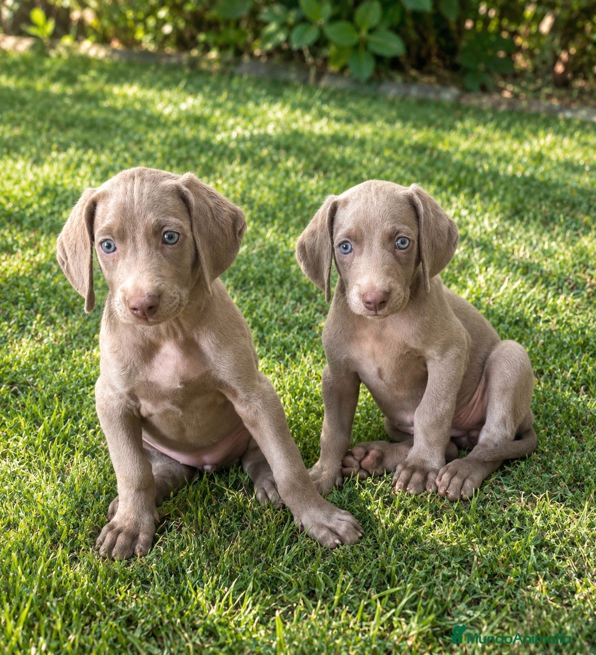 Weimaraner perros CACHORROS DE BRACO DE WEIMAR - Anuncio 2